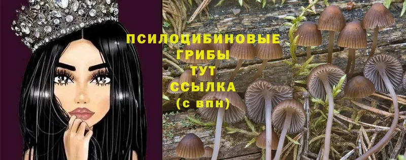 Псилоцибиновые грибы MAGIC MUSHROOMS  цены наркотик  kraken как зайти  Шадринск 